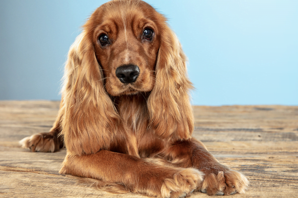 Cocker Spaniel