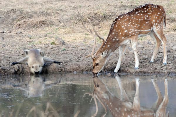 Cooperazione specie-natura