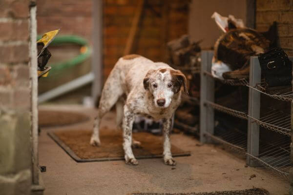 Cure palliative per animali domestici