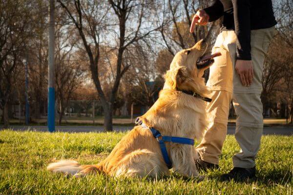 Come insegnare i trucchi al tuo animale domestico