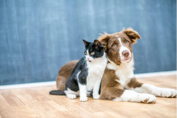 Socializzazione degli animali domestici