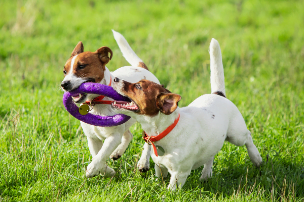 Socializing Animals