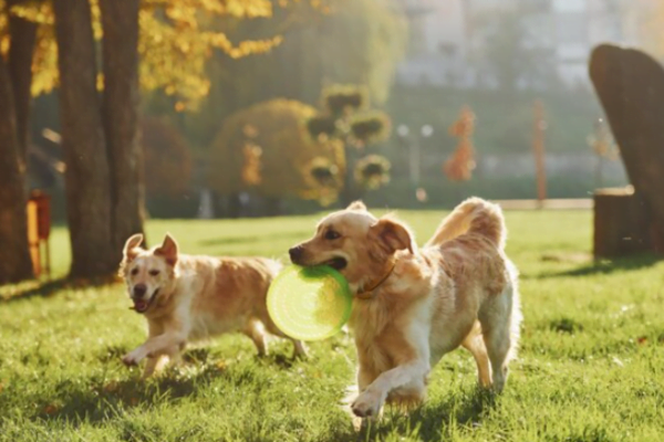 Far socializzare gli animali3