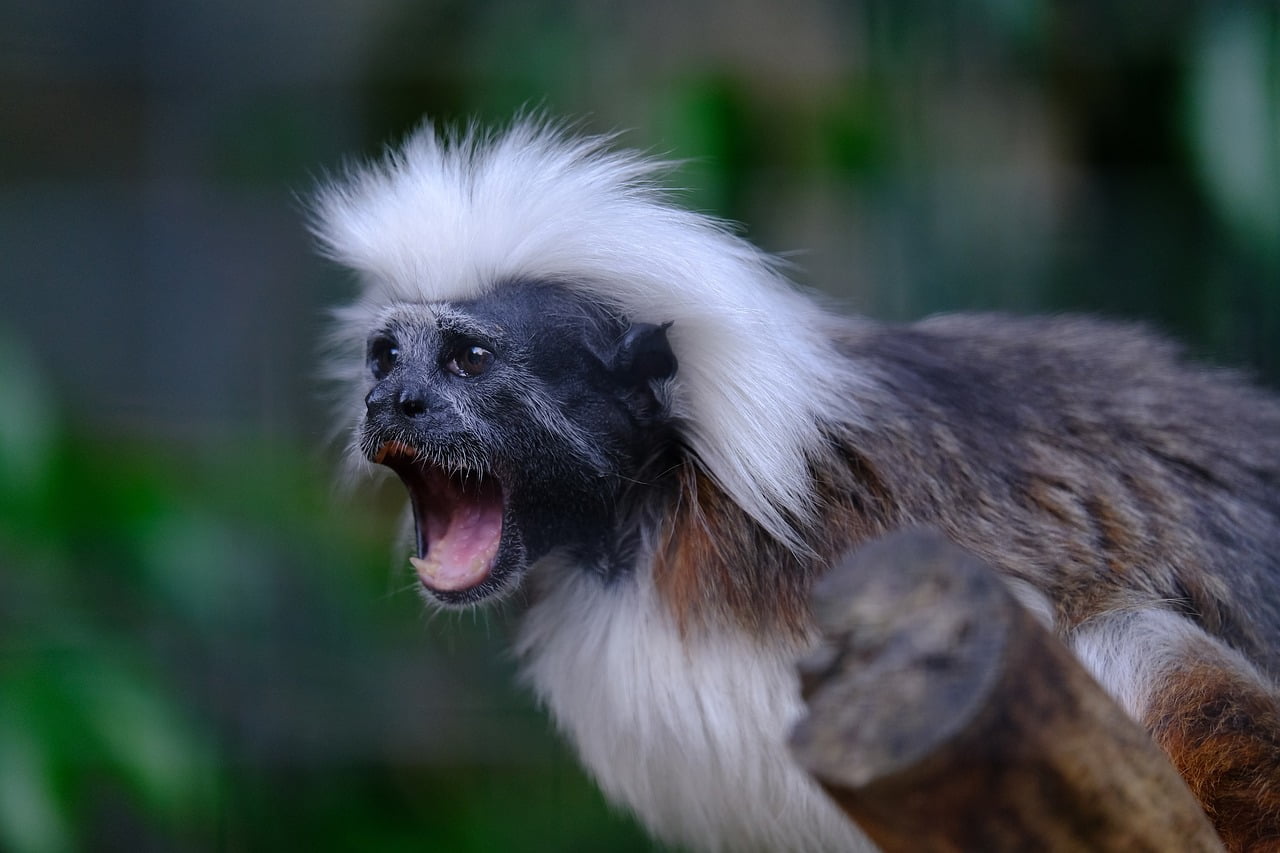 A Verdade sobre a Febre Amarela no Brasil: Macacos, Inocentes