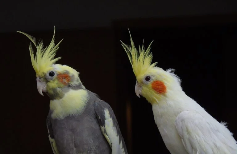 Cockatiel: A Charming Companion