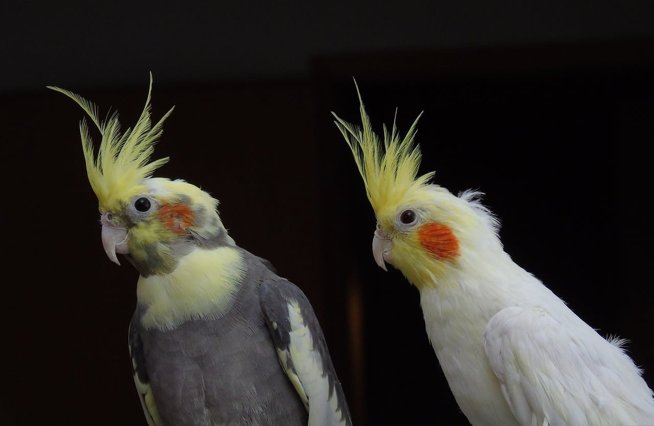 Il cacatua: un compagno affascinante