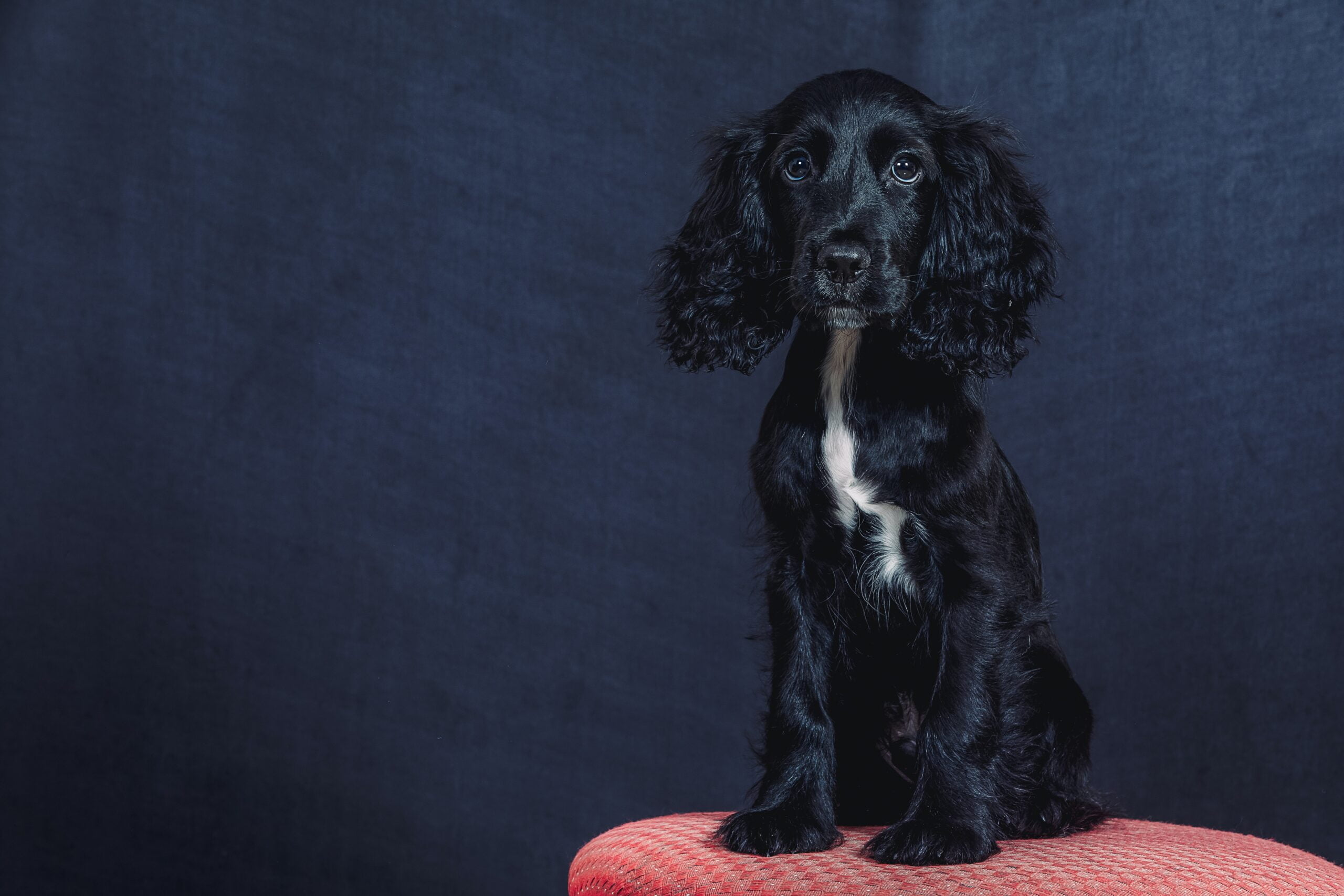 cocker spaniel