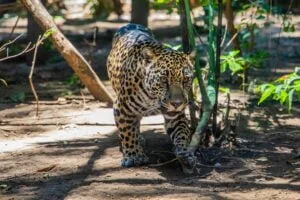 The jaguar's fight for survival 