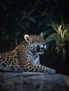 Jaguar