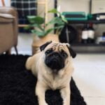 A Doçura dos Pugs: Companheiros Leais para Crianças Felizes!