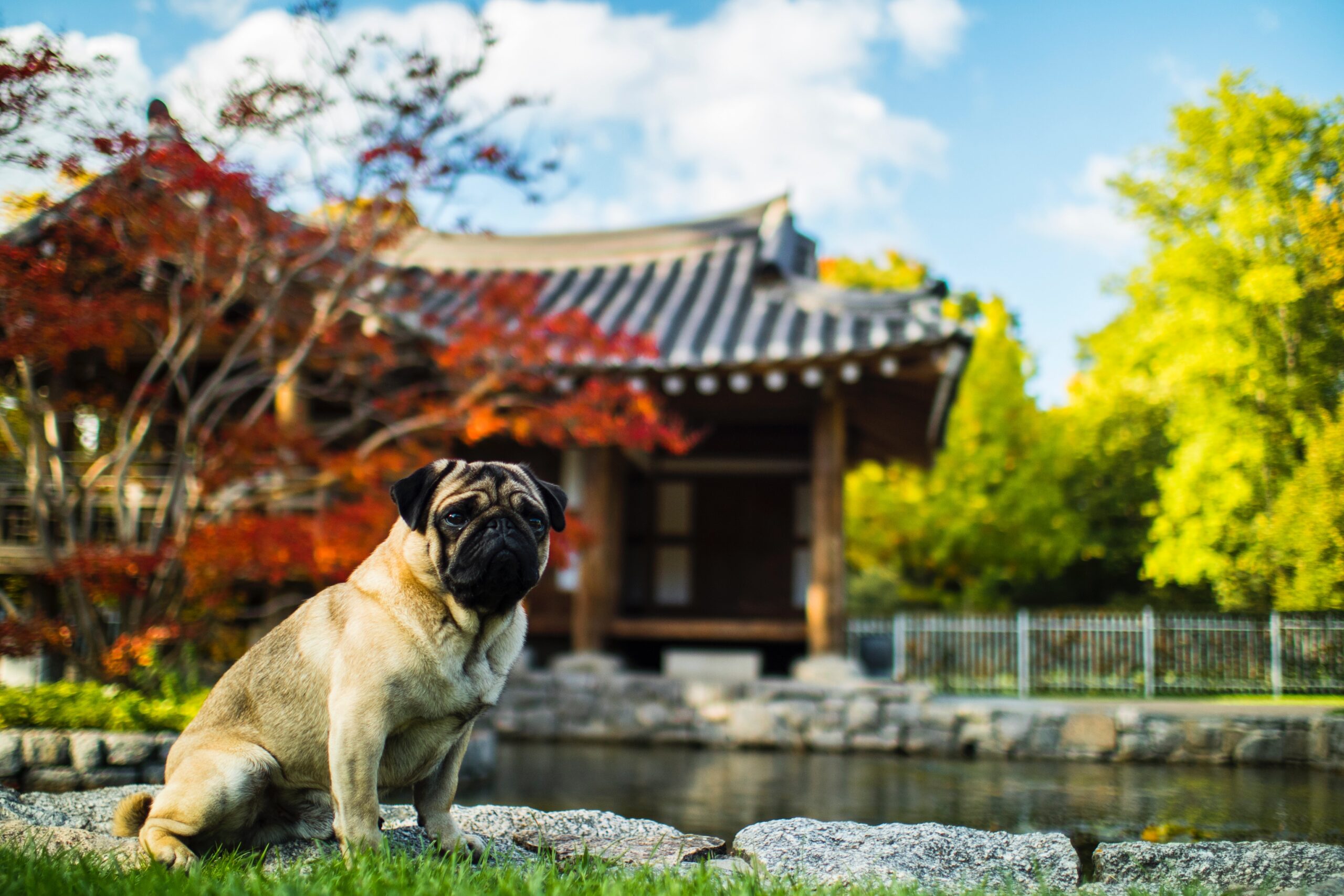 A Doçura dos Pugs: Companheiros Leais para Crianças