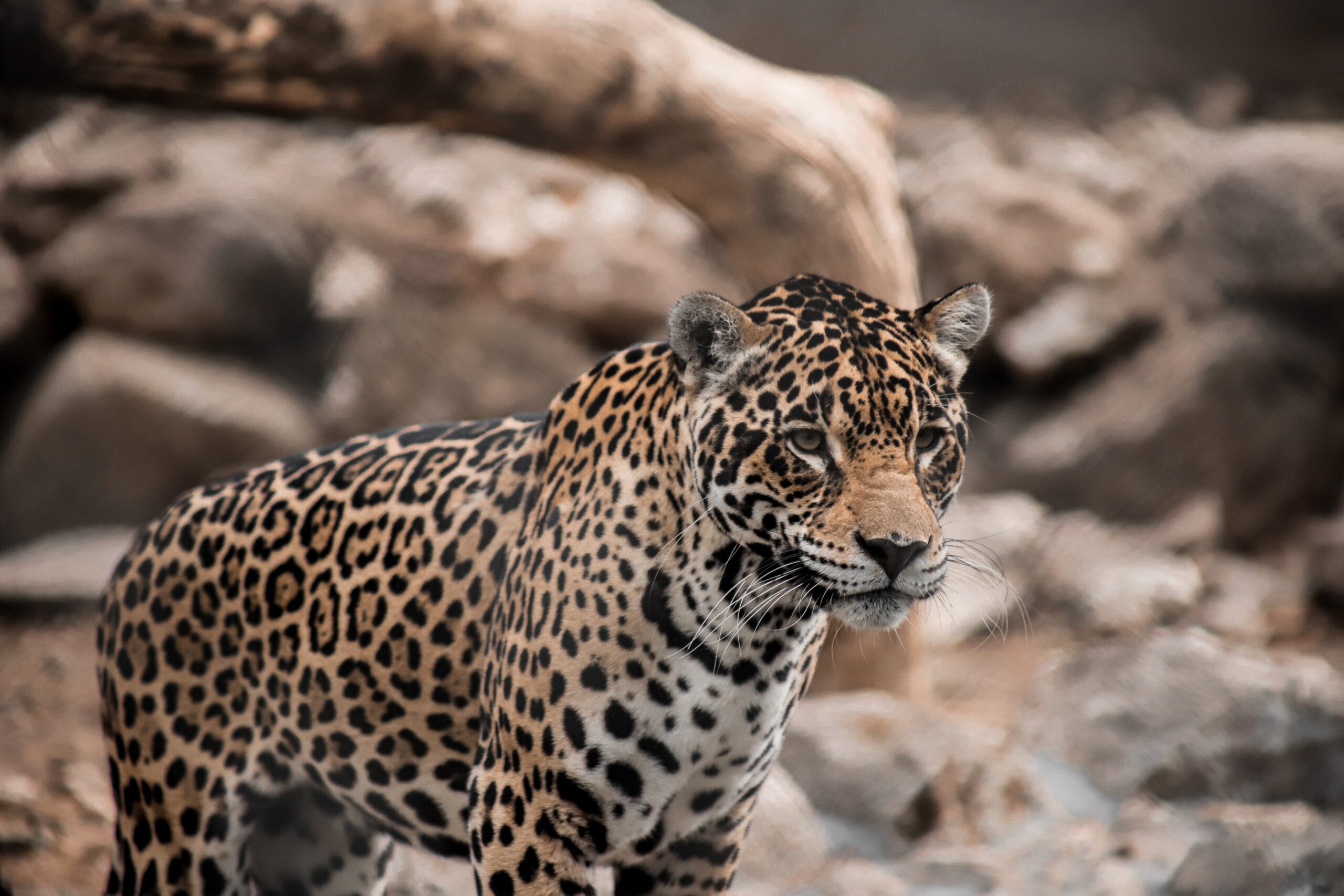 Jaguar: The Silent Cry of Extinction