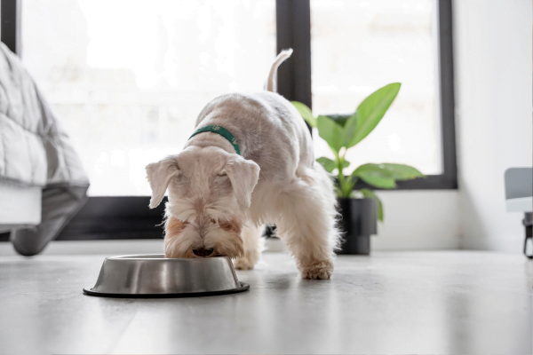 Alimentos tóxicos para cães e gatos