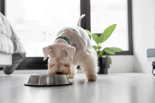 alimentos tóxicos para cães e gatos