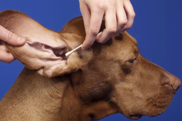 How to clean your dog's ears