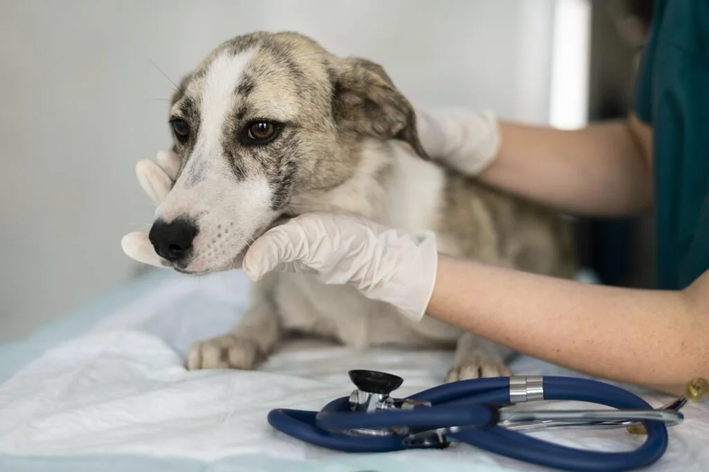 Resgate e Esperança: Como a Veterinária Transforma Vidas