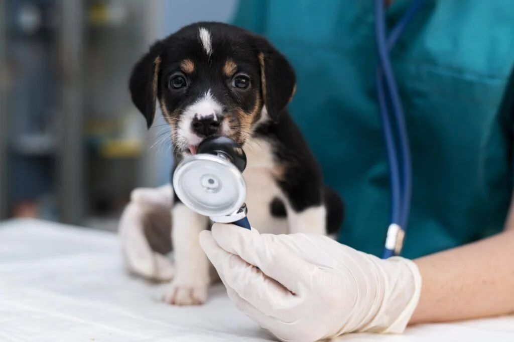 Os sinais de alerta: quando levar seu animal de estimação ao veterinário