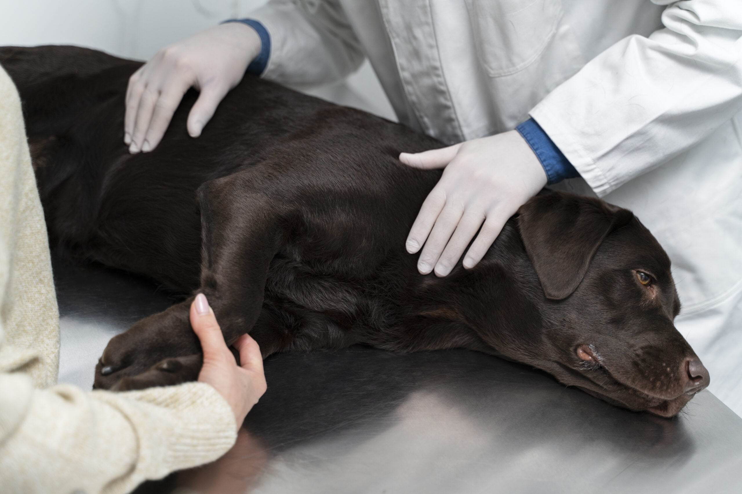 Leptospirosis: A Warning for Dog Owners - Learn How to Prevent and Protect Our Beloved Canine Companions