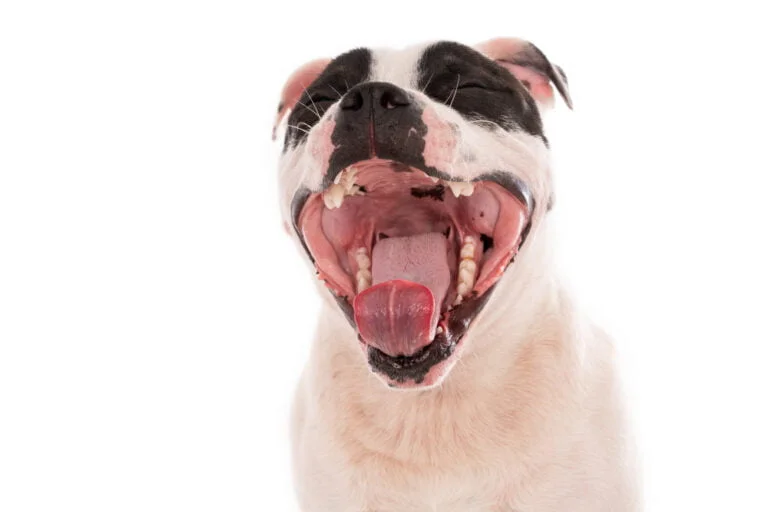 Dog with bad breath? Here are six important tips