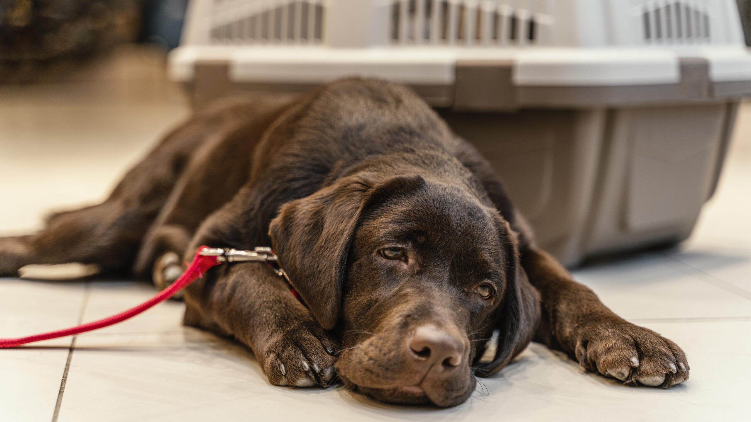 Cinomose em Cães: Sintomas, Tratamento e Medidas Preventivas - Protegendo com Amor Nossos Leais Companheiros