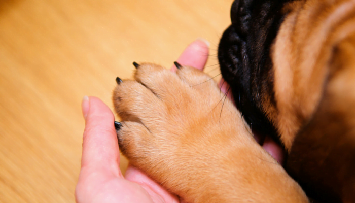 Fais attention lorsque tu coupes les ongles de ton chien.