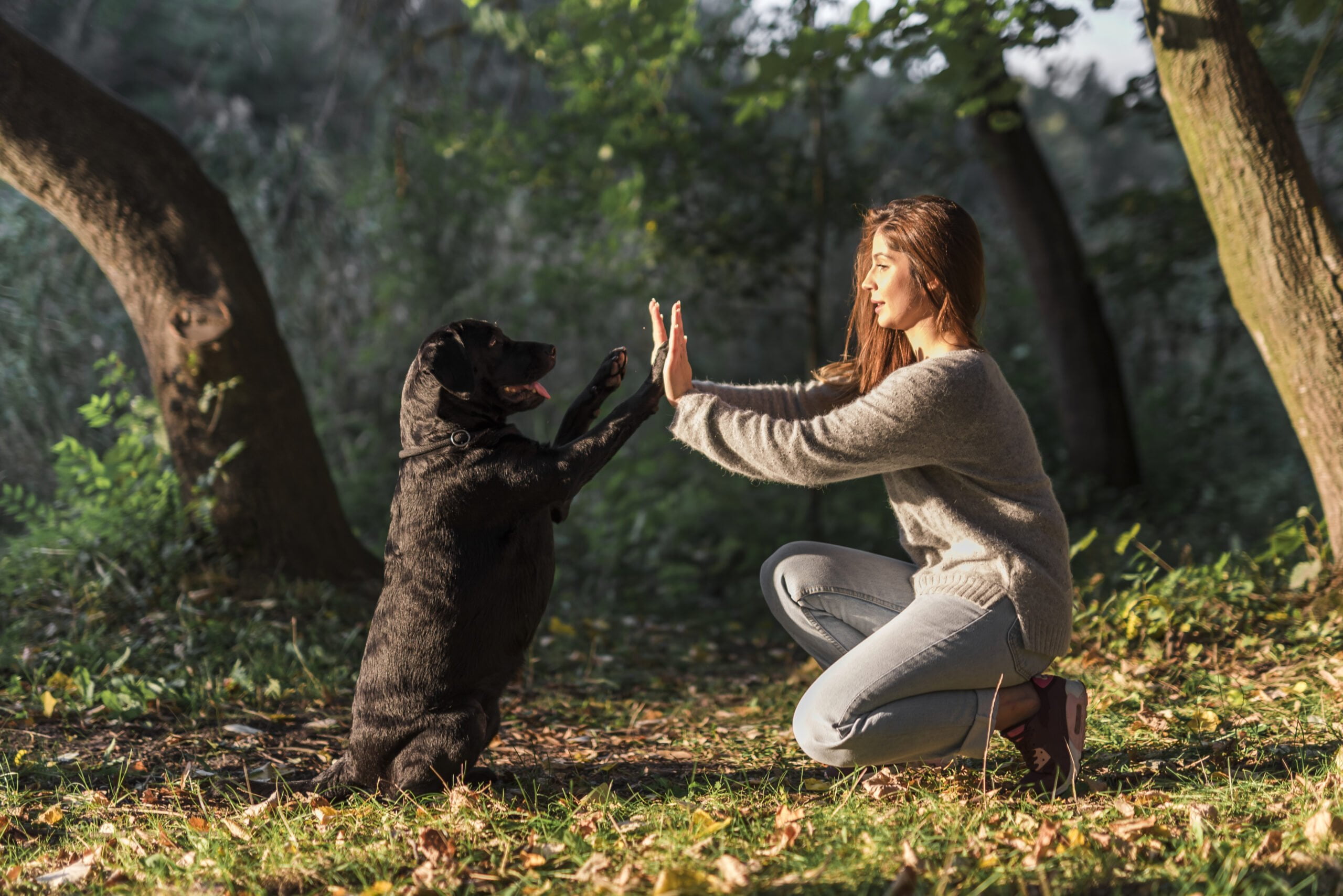 Adestramento positivo: Ensinando truques e boas maneira