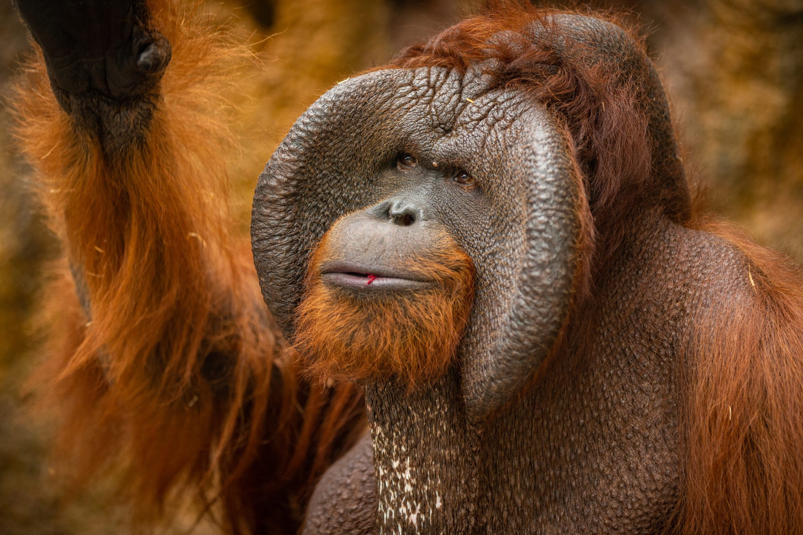 Orangutan del Borneo