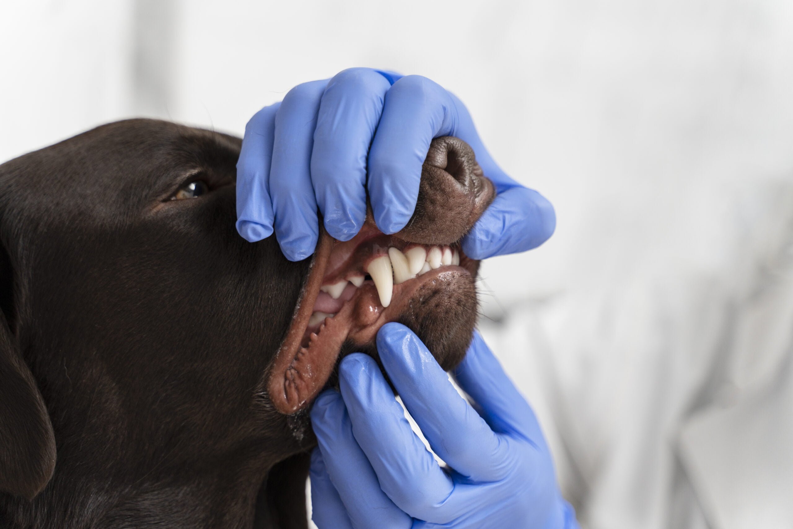 A importância da higiene dental em cães e gatos