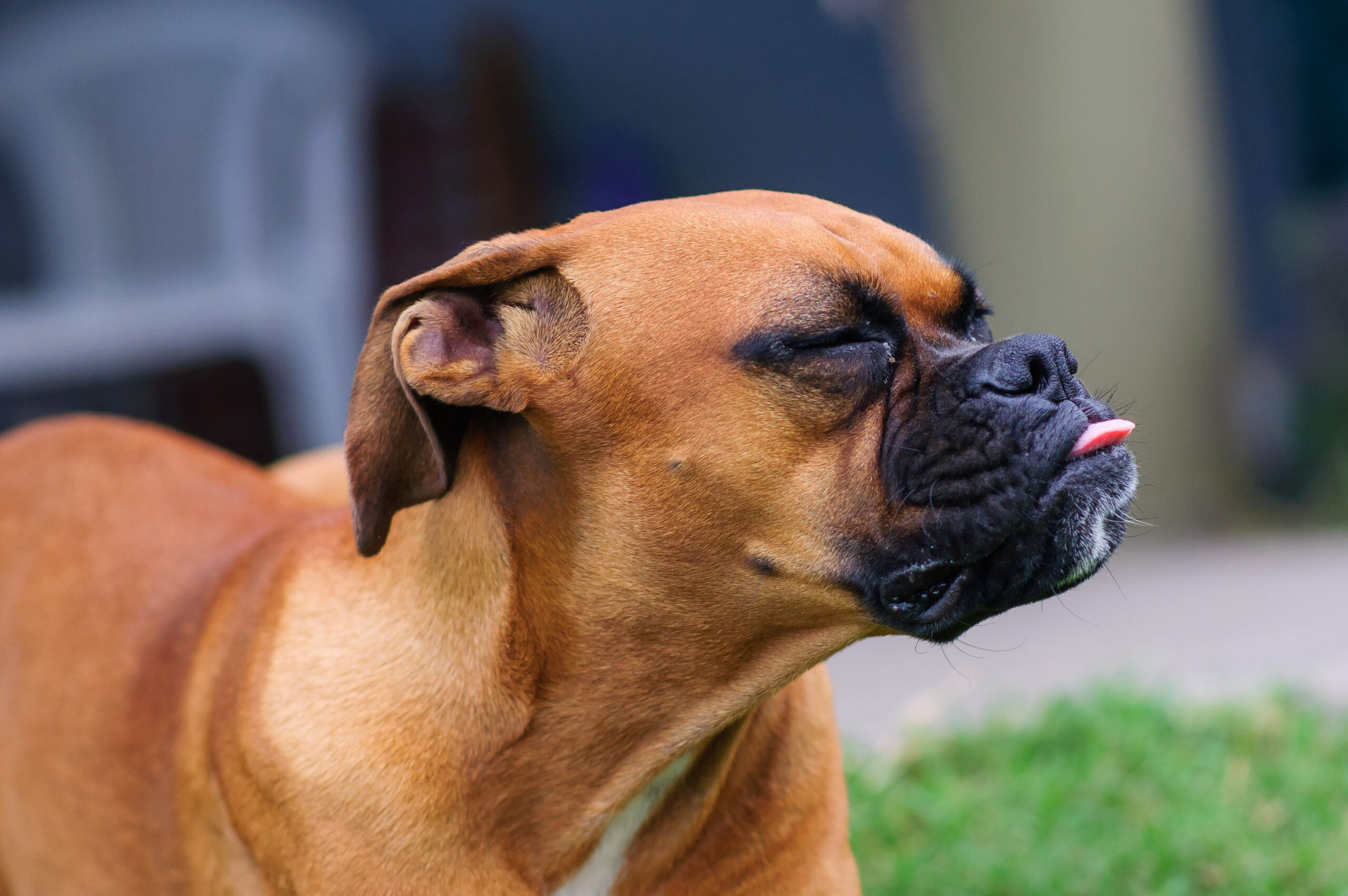 Como Identificar e Tratar Parasitas Externos em Cães e Gatos