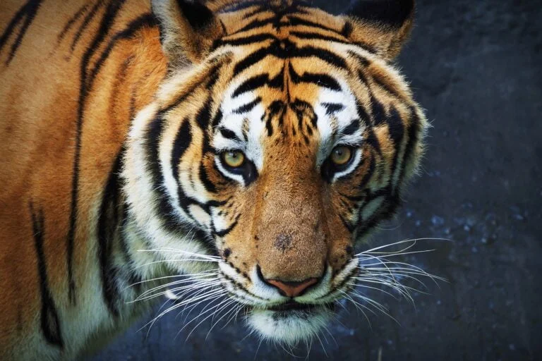 Tigre de Sumatra (Panthera tigris sumatrae)