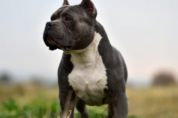 American Bully1