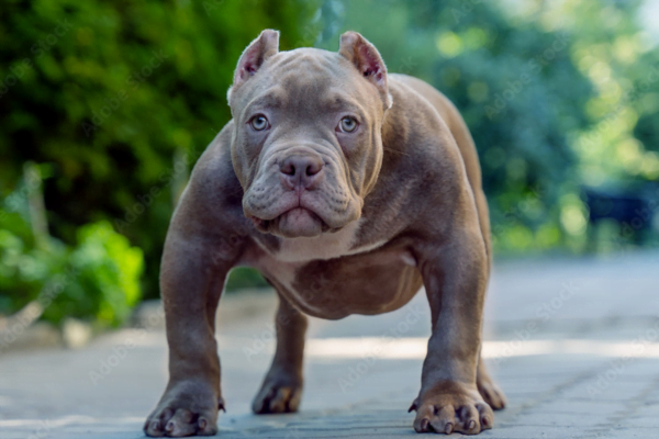 All About the American Bully: