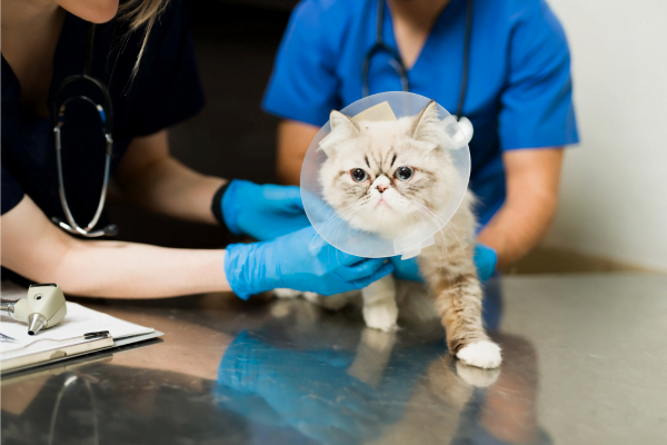 Chats : comment identifier et soigner les mycoses de l'oreille ?