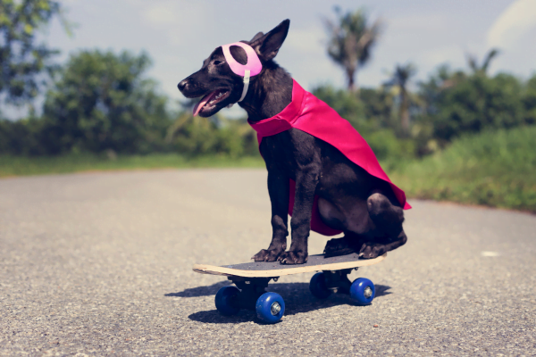 Tudo o que Precisa Saber sobre Ter um Cachorro