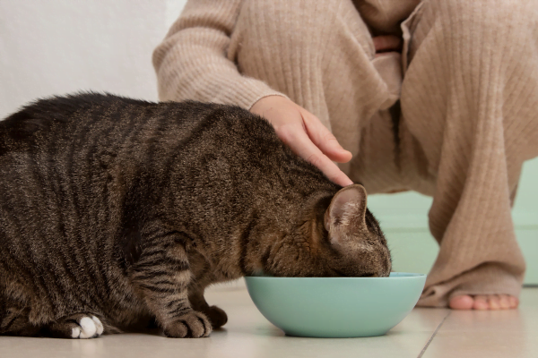 Homemade cat food