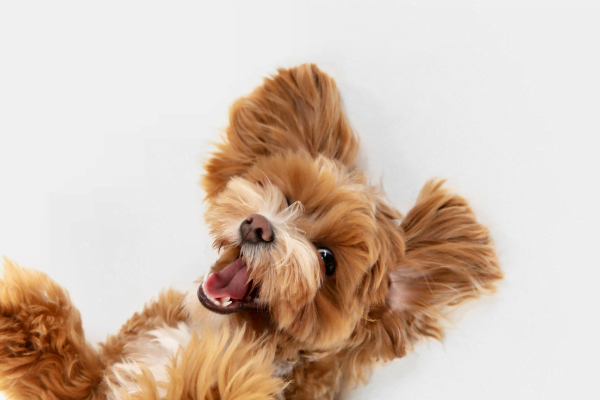 Mantenha Seu Cãozinho Feliz e Ativo em Casa