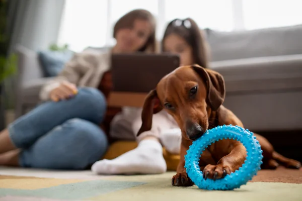 Tudo Sobre Cachorros