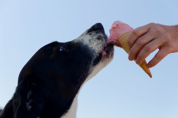 21 alimenti comuni che possono uccidere il tuo cane