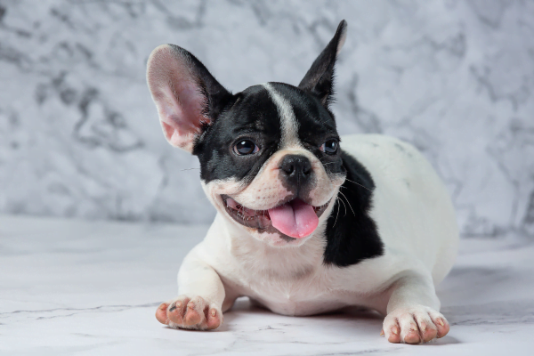 French Bulldog: The Charm of a Friendly Breed