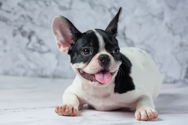 Bouledogue français