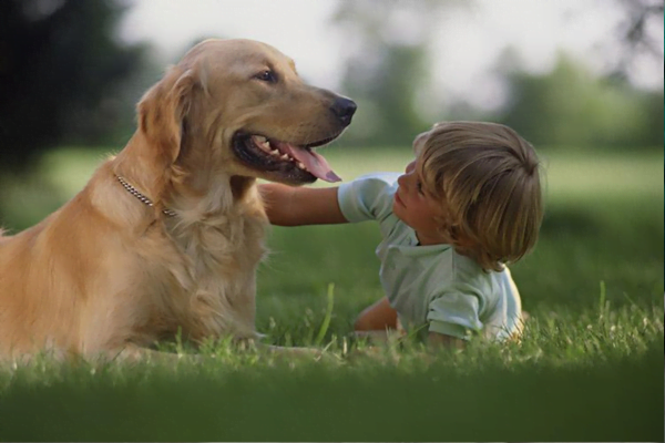 Melhor Raça de Cachorro para uma Criança Autista