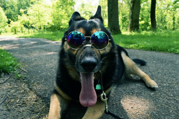 Cachorro Roubando as Coisas: O Que Fazer para Lidar com Essa Situação