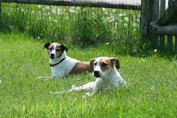 8 Golden Rules to Follow in Dog Parks: