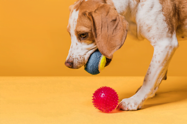 10 Toys for Dogs: Choosing between Safe Fun and Risks