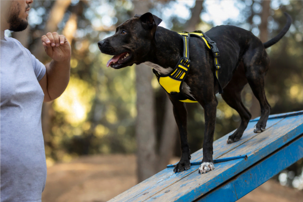 Fisioterapia para Cães: Como Funciona e Quais São os Benefícios