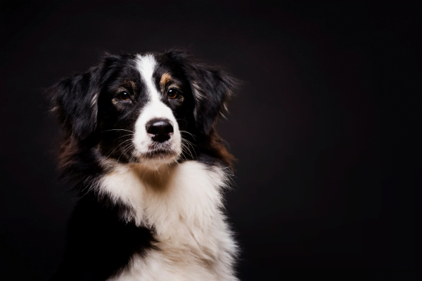 Border Collie - The Loyal Four-legged Friend