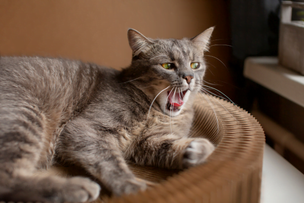 Chat qui éternue