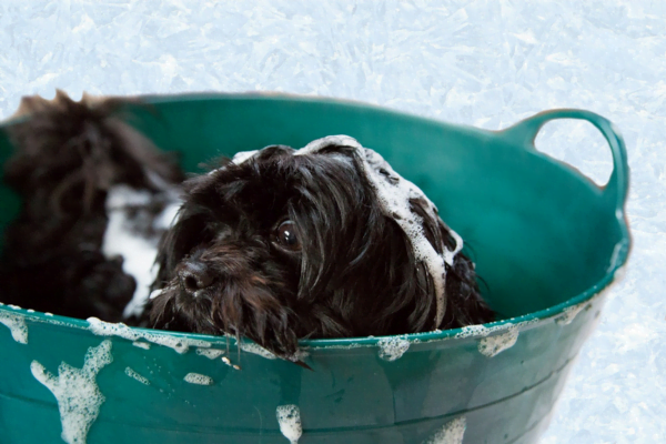 Cachorro Limpinho: Como Manter a Higiene do Pet?