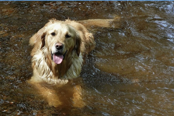 Cachorro Sempre Limpinho