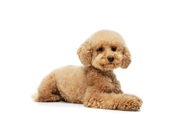 Poodle - Charm and Challenges of a Captivating Breed